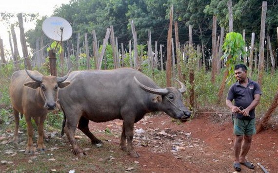 平福省蒲督縣善興鄉的一名少數民族農夫把水牛牽回牛棚。（圖源：陳忠）
