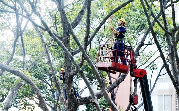 在雨季需要修剪綠樹的枝椏以確保路人安全。