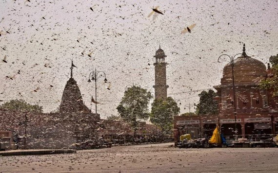 印度拉賈斯坦邦街頭蝗蟲群隨風飛翔滿街都是。（圖源：互聯網）