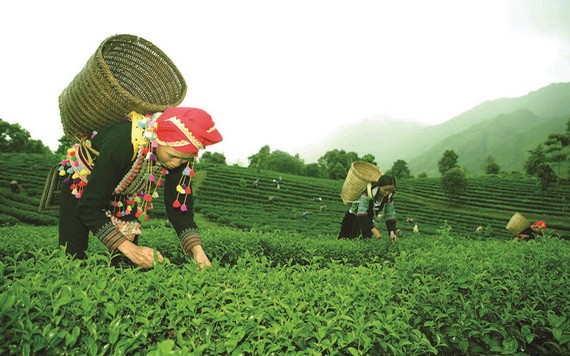 萊州省碳苑縣福科鄉玉賴村農夫採摘茶葉。（圖源：秋莊）