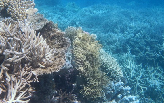 珊瑚美麗的色彩，來自與其共生的蟲黃藻。但蟲黃藻對水溫十分敏感，水溫太高，蟲黃藻便會離開，造成珊瑚白化。（圖源：Robert Linsdell）