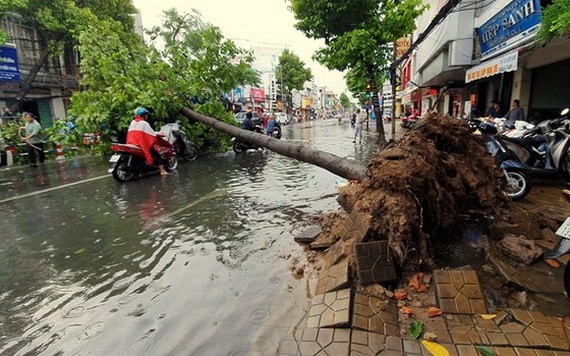 旋風襲擊芹苴市寧喬郡把街旁的一棵大樹連根拔起倒在馬路面。（圖源：高峰）