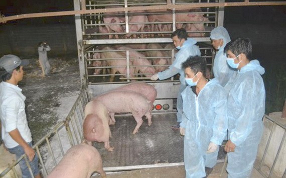 圖為同奈省垂陽公司從泰國進口的首批生豬。（圖源：楊阮）