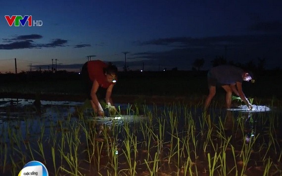 河內市郊外農民夜間配備照亮燈去插秧。（圖源：VTV視頻截圖）
