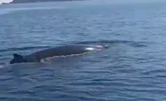 1條黑色鯨魚多次在占婆嶼海域長嶼附近浮上水面。（圖源：VNE）