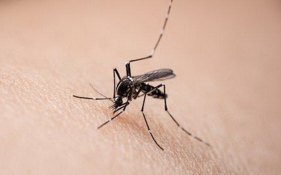 美國堪薩斯州立大學一項研究證實，新冠病毒不能通過蚊子傳播給人類。（示意圖源：互聯網）