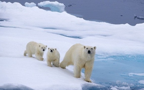 北極熊生存環境受到極大破壞。（圖源：互聯網）