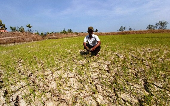 茶榮省水稻田受乾旱及海水入侵日益嚴重。（圖源：TTV）
