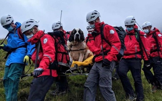 救援隊員合力用擔架將狗狗（中）抬下山。（圖源：互聯網）