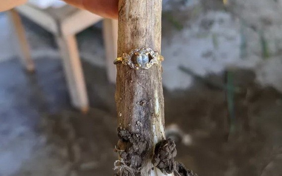 美國12歲少女種田弄丟戒指，9個月後在大蒜上發現。（圖源：推特）