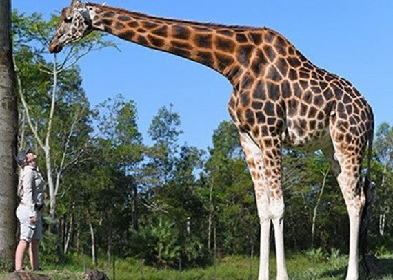 現年12歲的雄性長頸鹿身高5.7米。（圖源：互聯網）
