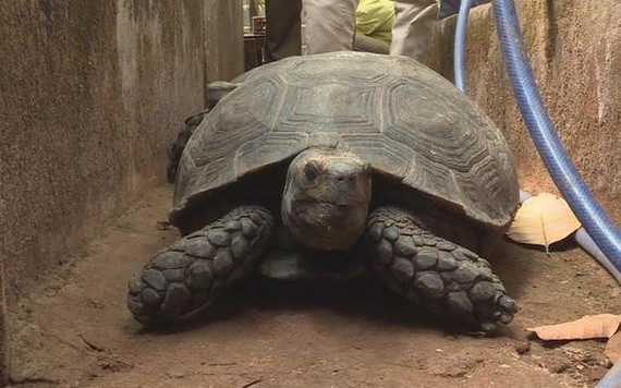 重達32公斤的珍稀烏龜。（圖源：TTO）