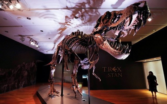 世界上最完整暴龍化石之一的“史丹”。（圖源：路透社）