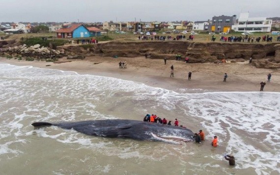 截至目前，270頭擱淺的鯨魚中已有90頭不幸死亡。（圖源：AFP）