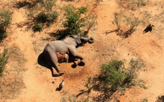 博茨瓦納認定藍藻細菌導致數百頭大象死亡。（圖源：路透社）