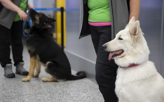 9月22日，工作人員帶著嗅探犬在芬蘭赫爾辛基萬塔國際機場參加新聞發佈會。（圖源：新華社）
