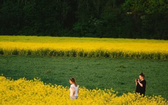 當地時間4月16日，德國科隆油菜花盛開，黃色的花田與翠綠的植物相間。（圖源：互聯網）