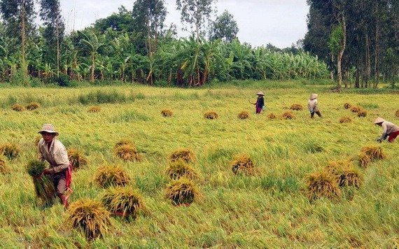 由於大雨連天，後江省許多地方聯合收割機無法進入田間，農民不得不手動收割水稻。（圖源：高豐）