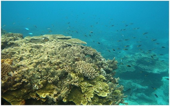 大堡礁珊瑚日漸減少。（圖源：互聯網）