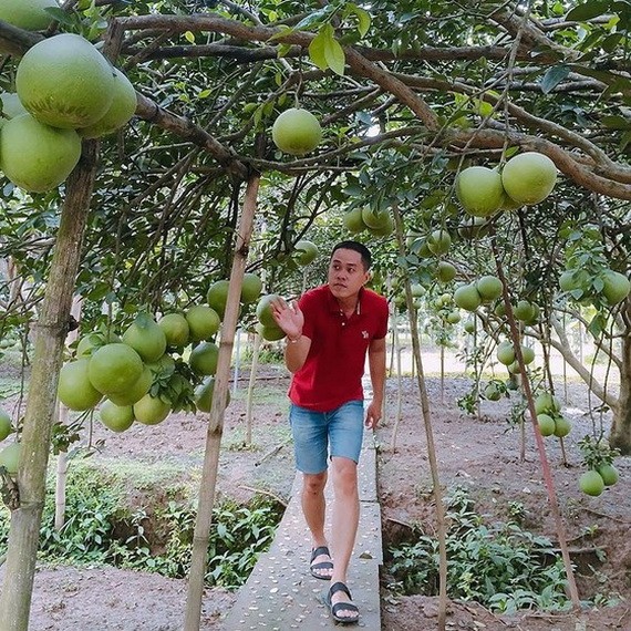 遊客參加同奈省永玖縣的一個柚子園。