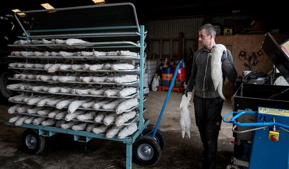 工作人員在一個水貂養殖場準備撲殺水貂。（圖源：路透社）