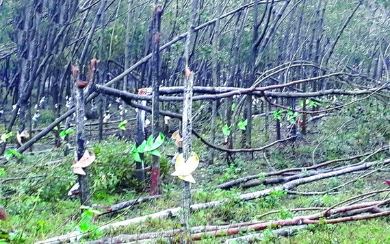 遭颱風刮倒的金合歡及橡膠樹。（圖源：VOV）