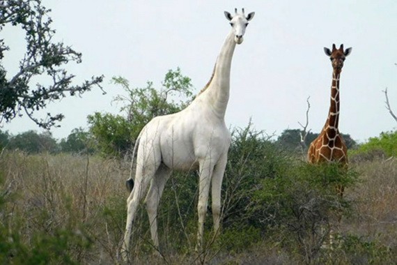 生活在肯尼亞東北部加里蕯縣的稀有白色長頸鹿。（圖源：互聯網）