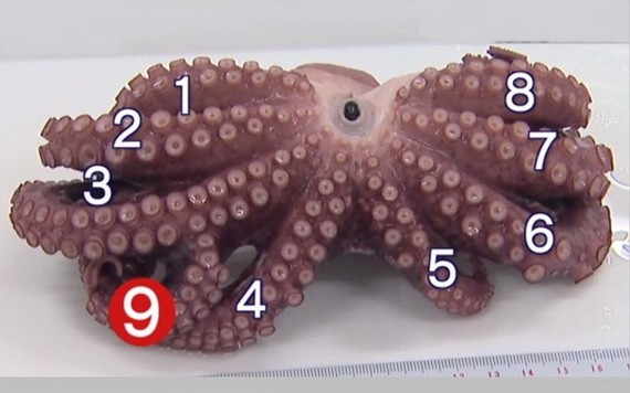 九爪章魚在第3隻腳中間分岔長出另1隻較小的腳。（圖源：互聯網）