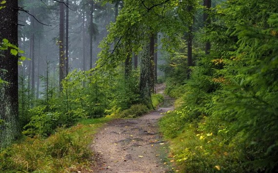 林業作為生態文明建設的主陣地，承擔著保護自然生態系統的大職責。（示意圖源：互聯網）