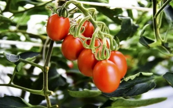 基因編輯番茄含更多降血壓成分。（示意圖源：互聯網）