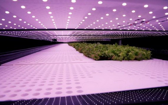 丹麥首都哥本哈根工業區的垂直農場一隅。（圖源：路透社）