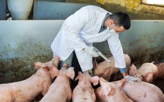 獸醫人員在給豬群接種疫苗。（示意圖源：耀基）
