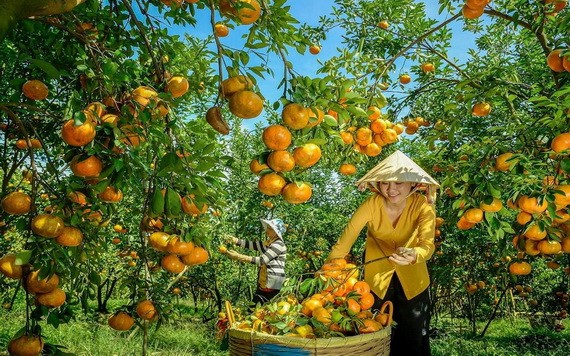 兩名女農夫在收穫紅橘。（圖源：秋莊）