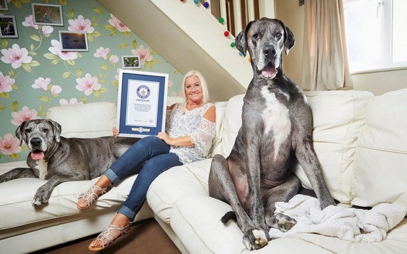 世界上最高的狗狗弗雷迪。（圖源：互聯網）