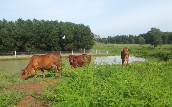 人們在草原上放牛，黃牛主要是供食用。