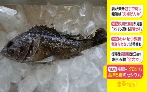 日本再次捕撈到含有放射性物質超標的魚類。（圖源：互聯網）