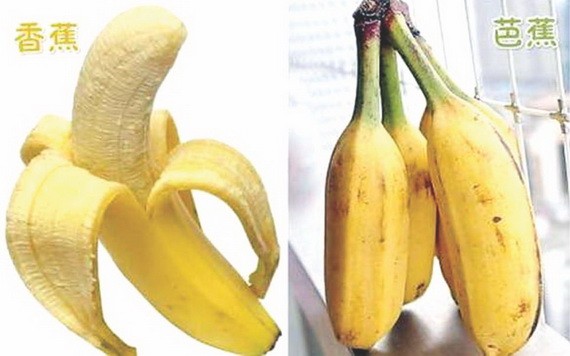 “香蕉和芭蕉”長得很像  營養卻差很多