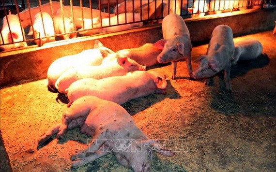 感染非洲豬瘟而引發厭食、腹瀉及死亡的病豬。（示意圖源：越通社）