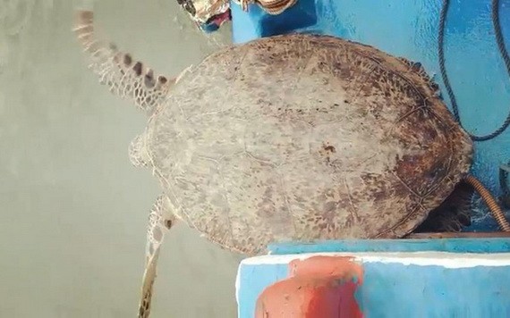 珍稀麗龜被放歸大海
