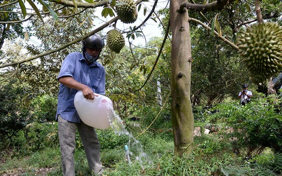 前江省周城縣富豐鄉的一名農夫把剛取回來的水給自家的榴蓮果園“解渴”。（圖源：阮事）