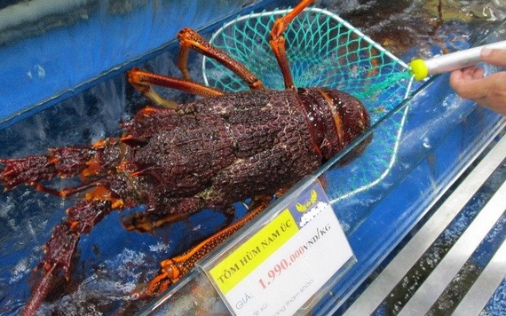 圖為一隻南澳巨型龍蝦。（圖源：玉映）