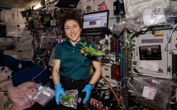 宇航員在國際空間站收集並包裝收穫的芥菜。（圖源：Getty Images）