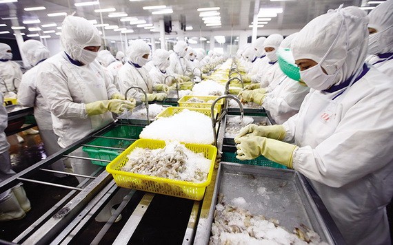 後江省Cafatex公司的蝦類出口加工一瞥。