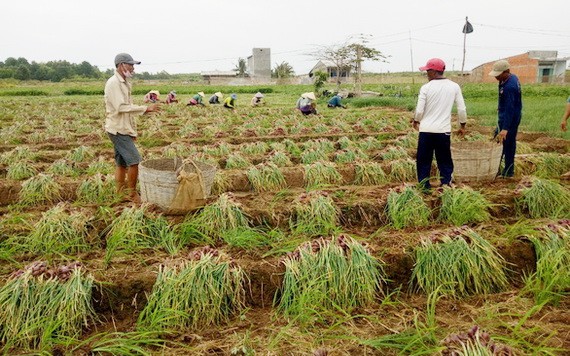 滀臻省珠洋市農民在收穫紫蔥頭。（圖源：文德）