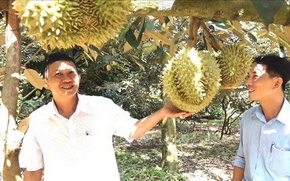 同奈省隆慶市保蓮坊的一名農民與其榴蓮果園。
