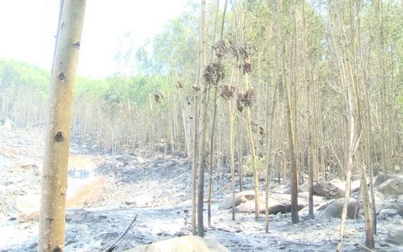 圖為去年5月廣義省金合歡樹林發生火警燒毀了3公頃金合歡樹。（圖源：視頻截圖）
