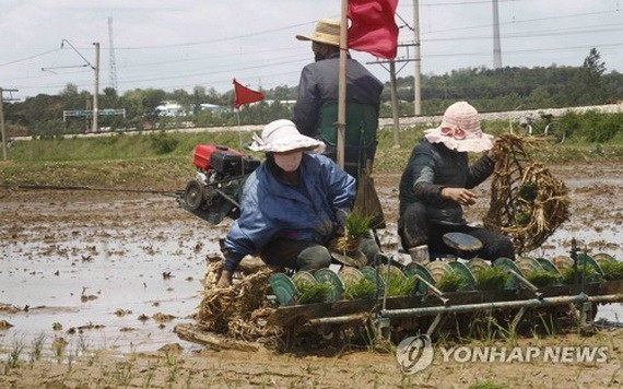 FAO：預計朝鮮今年將缺糧86萬噸。（示意圖源：韓聯社）