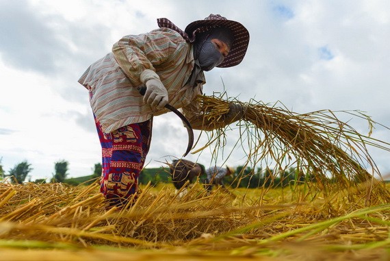 一名越南農民工在泰國北部的清萊收穫水稻。（圖源：聯合國婦女署）