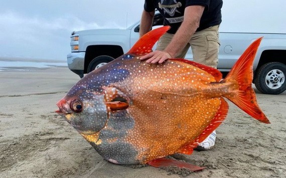 45 公斤重罕見“月亮魚”。（圖源：互聯網）