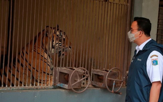 印度尼西亞官員１日表示，兩隻蘇門答臘虎在感染新冠病毒後正在雅加達動物園康復，他們正在調查這些極度瀕危動物的患病原因。（圖源: AP）